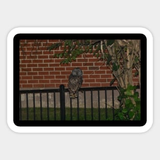 Owl Sticker